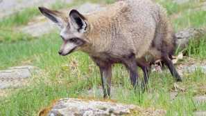 Лизиер най-големият